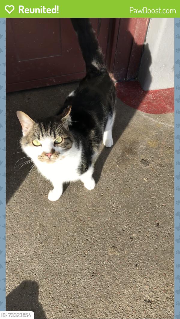 Reunited Male Cat last seen Barlanark, Glasgow City, Scotland G33 4PP