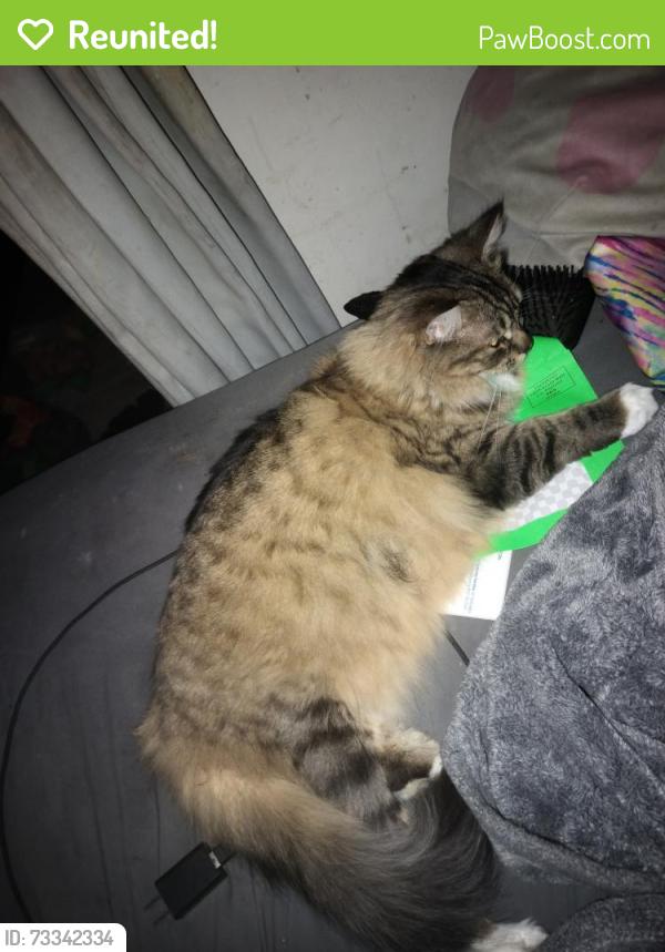 Reunited Female Cat last seen 12th and Folsom, San Francisco, CA 94103