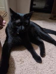 Reunited Male Cat last seen Arroyo villas apmts, Albuquerque, NM 87114