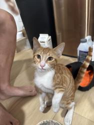 Found/Stray Male Cat last seen Saturn St., Los Angeles, CA 90019