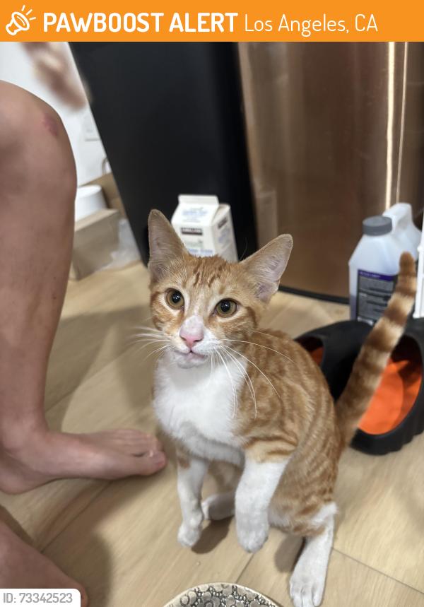 Found/Stray Male Cat last seen Saturn St., Los Angeles, CA 90019