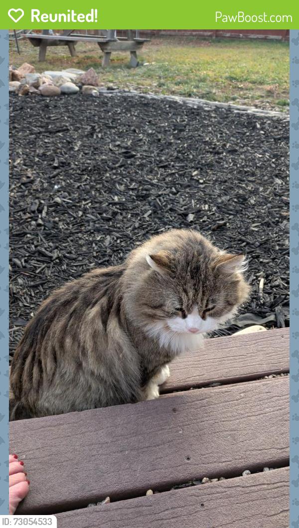 Reunited Male Cat last seen Colorado Blvd, 128th, Thornton, CO 80241