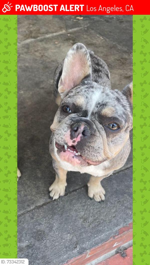 Lost Female Dog last seen Near grape st los angeles ca, Los Angeles, CA 90001