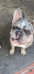 Lost Female Dog last seen Near grape st los angeles ca, Los Angeles, CA 90001
