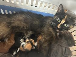 Lost Female Cat last seen BS41NQ, Bristol City, England BS4 1NQ
