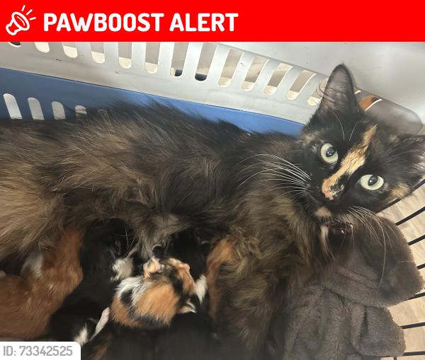 Lost Female Cat last seen BS41NQ, Bristol City, England BS4 1NQ