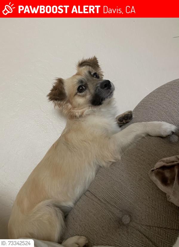 Lost Male Dog last seen E Covelle and Catalina, Davis, CA 95616