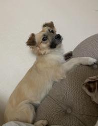 Lost Male Dog last seen E Covelle and Catalina, Davis, CA 95616