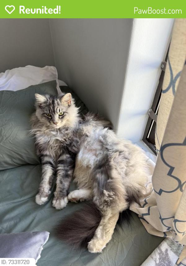 Reunited Male Cat last seen Eikenbosch, Kuils River, Cape Town, WC 