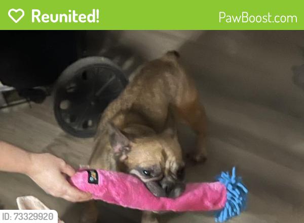 Reunited Female Dog last seen Northridge Rd, San Francisco, CA 94124, USA, San Francisco, CA 94124