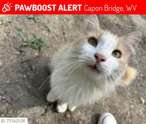 Lost Male Cat last seen Hoover young Dr, Capon Bridge, WV 26711