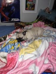 Reunited Female Dog last seen Desert inn / Nellis, Las Vegas, NV 89121