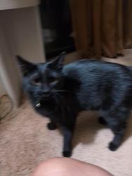 Reunited Male Cat last seen Golf Course and Irving Blvd Arroyo Villas Apartments partments, Albuquerque, NM 87114