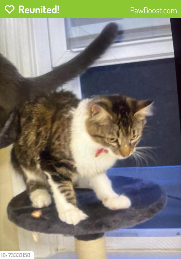 Reunited Female Cat last seen Last seen Near Ryckman ave in Albany ny, Albany, NY 12208