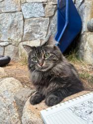 Lost Female Cat last seen Beaver St. and surrounding area, Kings Beach, CA 96143
