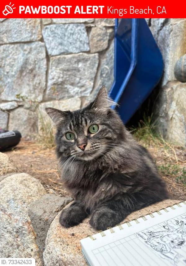 Lost Female Cat last seen Beaver St. and surrounding area, Kings Beach, CA 96143