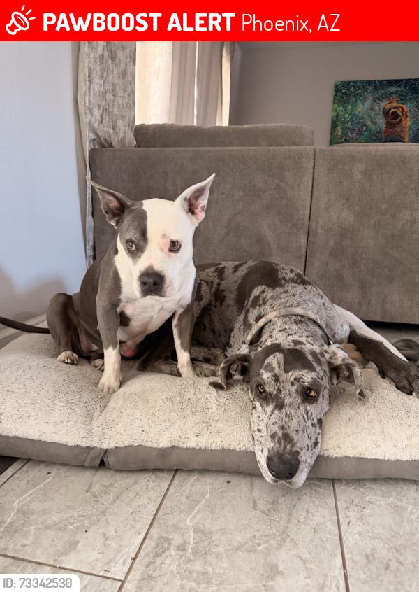 Lost Male Dog last seen 40th and Shea, Phoenix, AZ 85028