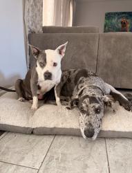 Lost Male Dog last seen 40th and Shea, Phoenix, AZ 85028