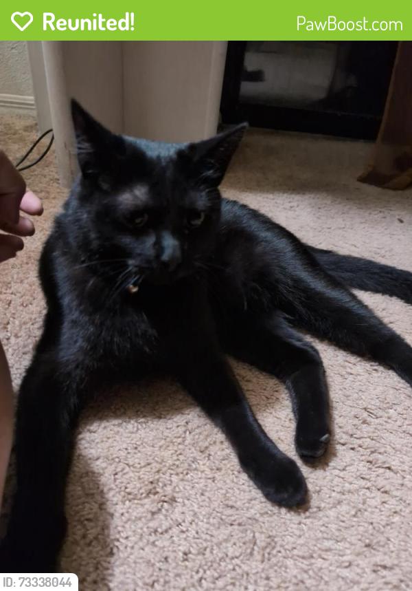 Reunited Male Cat last seen Arroyo villas apmts, Albuquerque, NM 87114