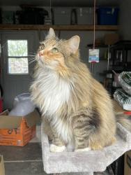 Lost Female Cat last seen Tot lot, Centennial, CO 80121