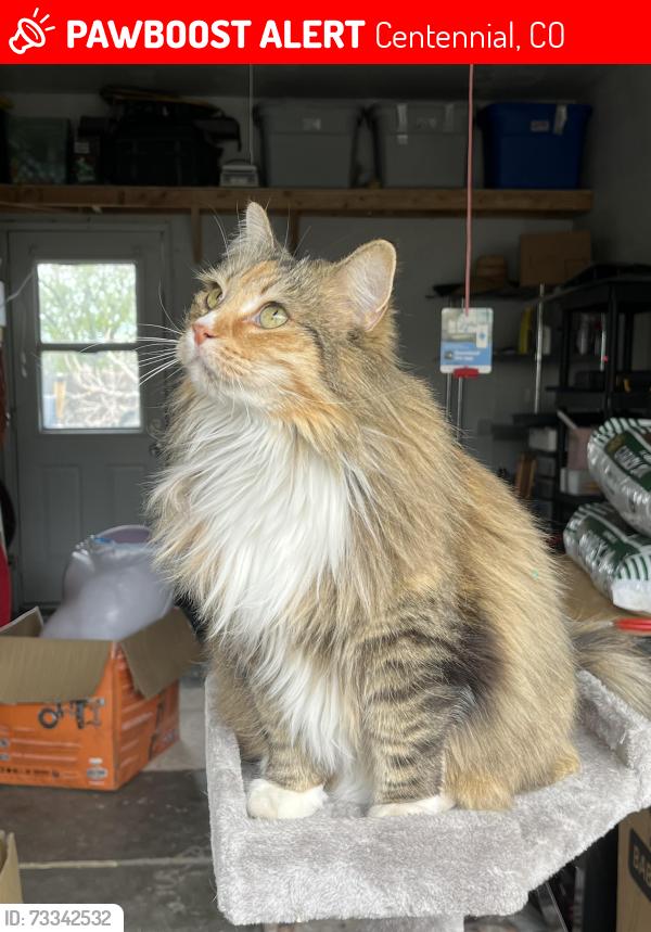 Lost Female Cat last seen Tot lot, Centennial, CO 80121