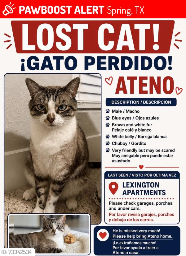 Lost Male Cat last seen Near Sawmill Rd, Spring, TX 77380, Spring, TX 77380