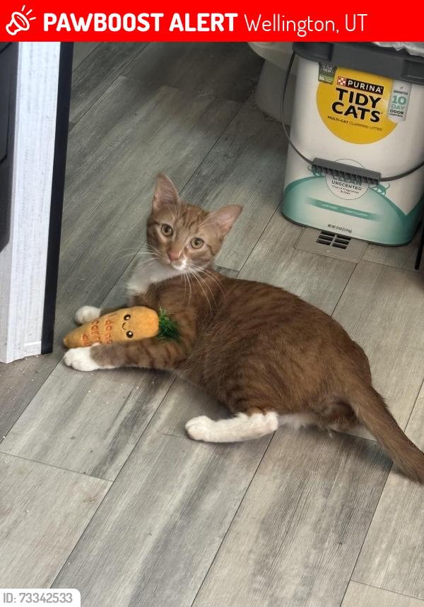 Lost Male Cat last seen 9 mile tv resort in Wellington utah, Wellington, UT 84542
