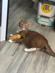 Lost Male Cat last seen 9 mile tv resort in Wellington utah, Wellington, UT 84542