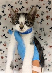 Shelter Stray Male Cat last seen Near BLOCK RUMAIN LN, RIVERSIDE CA 92503, 6851 Van Buren Boulevard, Jurupa Valley, CA 92509, USA