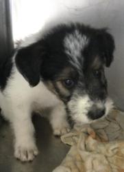 Shelter Stray Male Dog last seen Near BLOCK BANBURY DR, RIVERSIDE, CA, 6851 Van Buren Boulevard, Jurupa Valley, CA 92509, USA