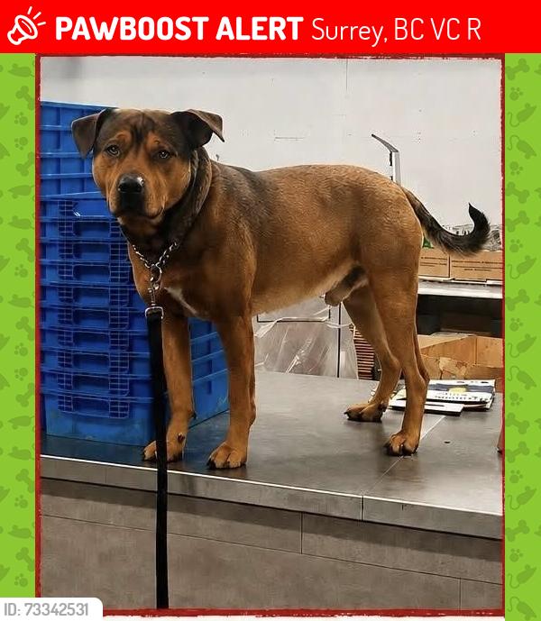 Lost Male Dog last seen Near Block -120th St.(Scott Rd.), Surrey, BC V4C 6R2