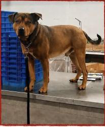 Lost Male Dog last seen Near Block -120th St.(Scott Rd.), Surrey, BC V4C 6R2