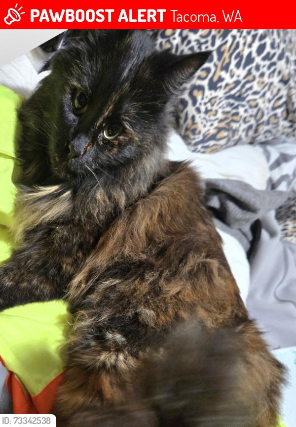 Lost Female Cat last seen The one apmts, Tacoma, WA 98408
