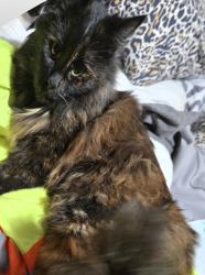 Lost Female Cat last seen The one apmts, Tacoma, WA 98408