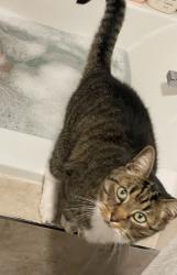 Lost Male Cat last seen No. 1 rd., Richmond, BC 