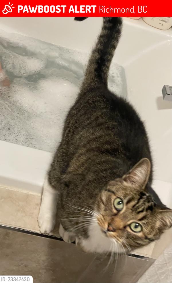 Lost Male Cat last seen No. 1 rd., Richmond, BC 