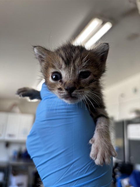 Shelter Stray Male Cat last seen , 333 Chandler Pl, San Bernardino, CA 92408, USA
