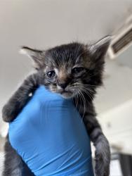 Shelter Stray Female Cat last seen , 333 Chandler Pl, San Bernardino, CA 92408, USA