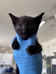 Shelter Stray Female Cat last seen , 333 Chandler Pl, San Bernardino, CA 92408, USA
