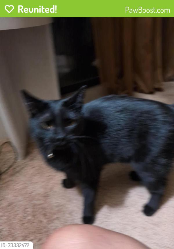 Reunited Male Cat last seen Golf Course and Irving Blvd Arroyo Villas Apartments partments, Albuquerque, NM 87114