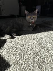 Lost Female Cat last seen Station Park, Farmington, UT 84025