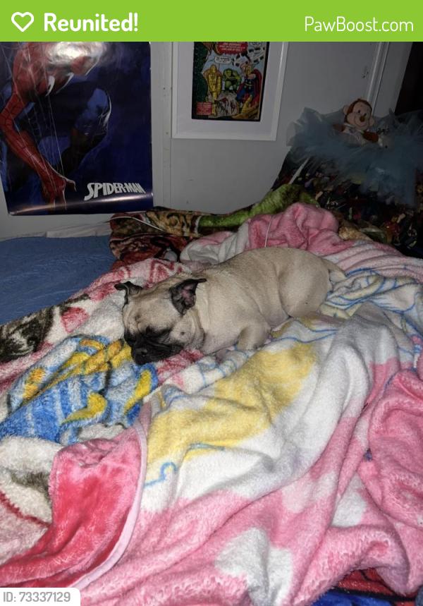 Reunited Female Dog last seen Desert inn / Nellis, Las Vegas, NV 89121