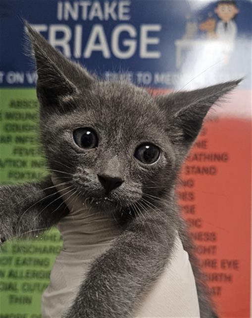 Shelter Stray Male Cat last seen Near BLOCK SIDDING RD, BAKERSFIELD CA 93314, 3951 Fruitvale Ave, Bakersfield, CA 93308, USA