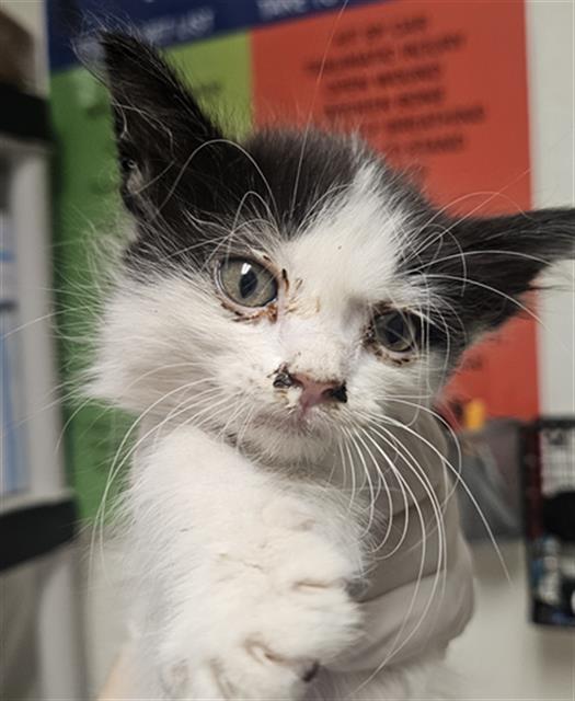 Shelter Stray Female Cat last seen Near BLOCK SIDDING RD, BAKERSFIELD CA 93314, 3951 Fruitvale Ave, Bakersfield, CA 93308, USA