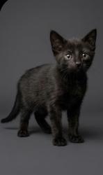 Shelter Stray Male Cat last seen MAJESTIC CYPRESS DR N, 2020 Forest St, Jacksonville, FL 32204, USA