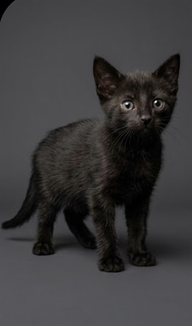 Shelter Stray Male Cat last seen MAJESTIC CYPRESS DR N, 2020 Forest St, Jacksonville, FL 32204, USA
