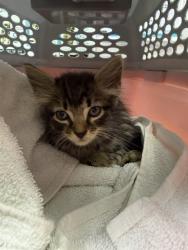 Shelter Stray Male Cat last seen 21ST ST AND EXPRESSWAY, 2020 Forest St, Jacksonville, FL 32204, USA