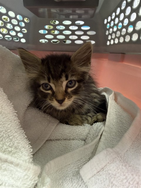 Shelter Stray Male Cat last seen 21ST ST AND EXPRESSWAY, 2020 Forest St, Jacksonville, FL 32204, USA