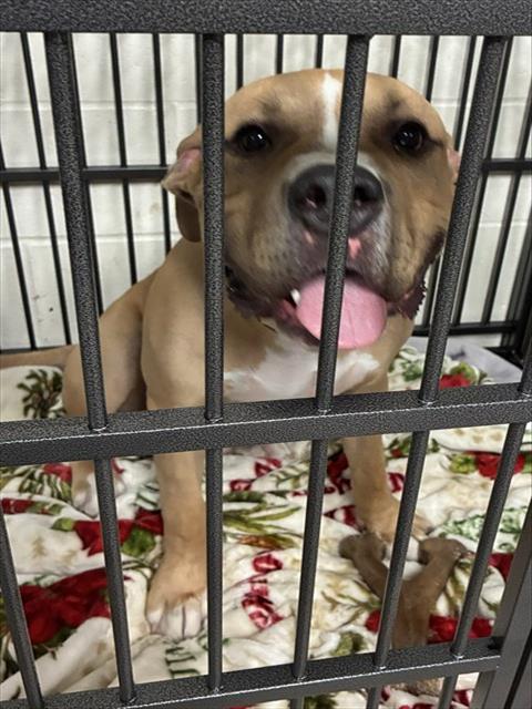 Shelter Stray Male Dog last seen Near BLOCK OLIVE BLVD, 10521 Baur Blvd, Olivette, MO 63132, USA
