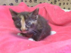 Shelter Stray Female Cat last seen THOMAS DR/ MILTON WAY, 95660, 3839 Bradshaw Rd, Sacramento, CA 95827, USA